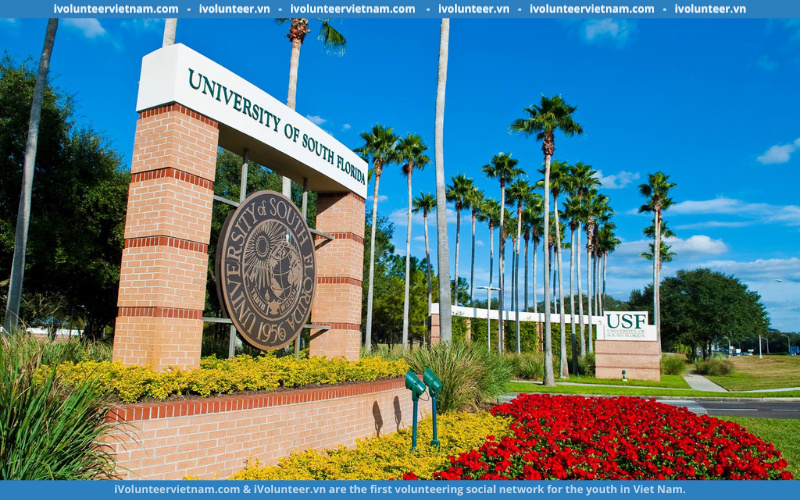 Học Bổng Bậc Đại Học Tại Đại Học South Florida