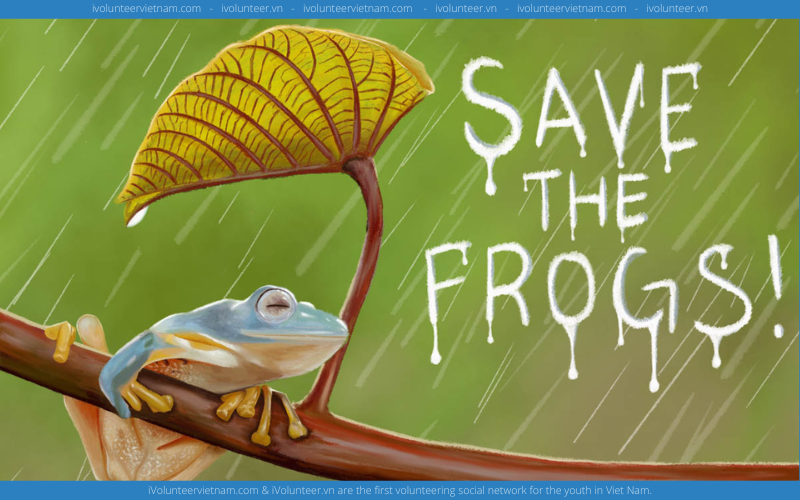 Nhận Ngay Giải Thưởng Trị Giá $100 Tại Cuộc Thi Hội Họa: Save The Frogs Art Contest 2022