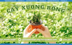 Dự Án Thiện Nguyện Cây Xương Rồng Mở Đơn Tuyển Thành Viên Gen 3.0