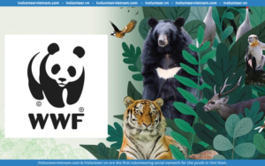 WWF Mở Đơn Tuyển Dụng Cán Bộ Truyền Thông Cấp Cao